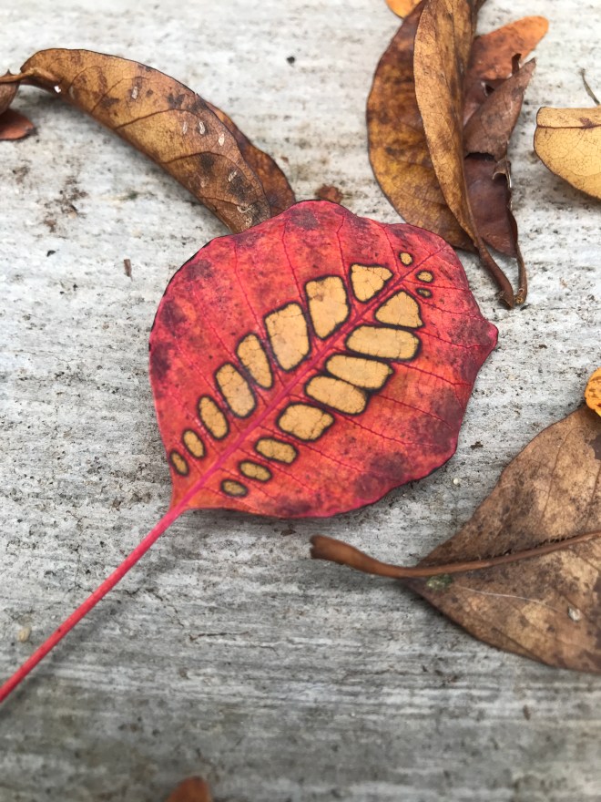 Small red leaf with yellow ribs down the center.