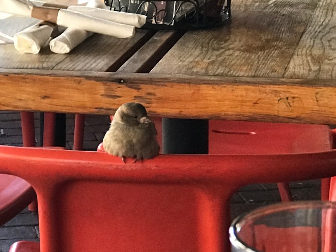 Sparrow on the back of a chair on a restaurant patio
